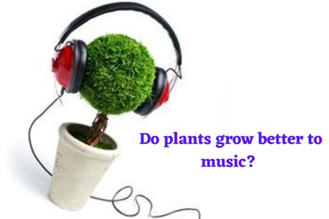 do plants grow faster with music do plants respond to different types of music?